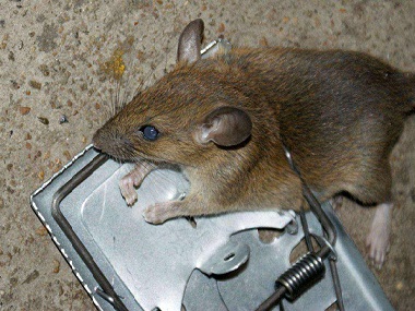 花都灭鼠除四害机构家里有老鼠怎么办，如何找到老鼠