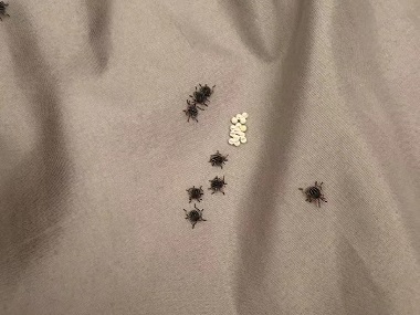 南沙控制虫害所科学防治：三步彻底除臭虫