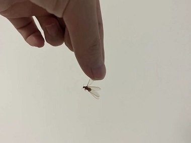 从化白蚁灭治所发现长翅白蚁，要提高警惕！